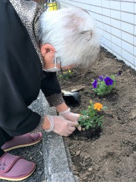 花壇の植え替え